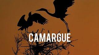 THE FLORA AND FAUNA OF CAMARGUE, FRANCE (4K)