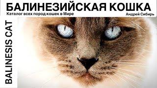 БАЛИНЕЗИЙСКАЯ КОШКА. ВСЕ ПОРОДЫ КОШЕК МИРА. BALINESE CAT.