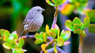 Relaxing Music Soothes The Heart With Birdsong #3 - Stress Relief, Fatigue, Deep Sleep After Working