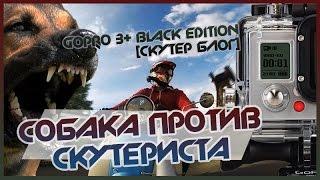 Собака против скутериста / gopro 3+ black edition [СКУТЕР БЛОГ]