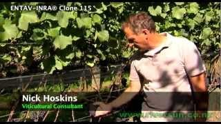 Pinot Noir ENTAV-INRA® 115 Riversun Video