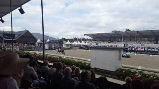 Ermelo Young Horse Breeding World Championships
