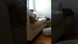 Secret Hiding Spot? Nope ! #gatos #kot #kit #chat#kedi#katze#gatto#katt#貓 #ネコ#kucing #cats#caturday