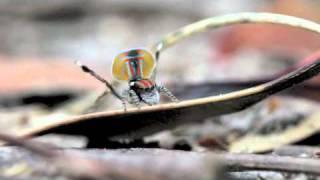 Peacock Spider 1 (Maratus volans)