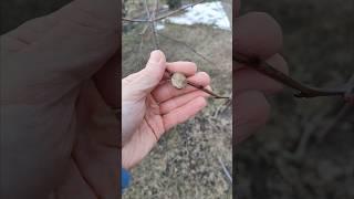 ЗАЩИТА САДА ОТ ВРЕДИТЕЛЕЙ  #сад #садоводство #обрезкасада