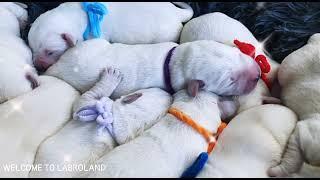 Щенки лабрадора от Мишеля и Боси (5 дней) | Labrador puppies out of Michelle and Bosya (5 days old)