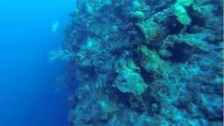 Wall & Turtle Turks and Caicos 2013 (GoPro Hero 3)