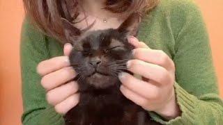 Black cat enjoying the head massage