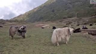 Pikey Peak Trekking