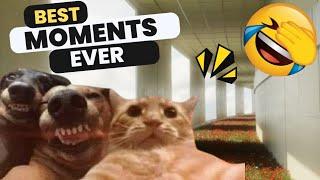 Funny Animals Fails| Funniest Cats and Dogs Moments Ever You See!