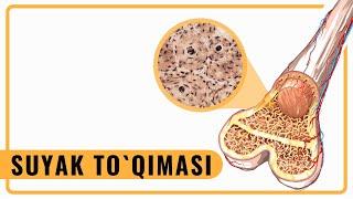 SUYAK TO`QIMASI  |  OSTEON