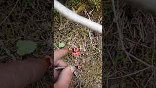 Гриб САРКОСЦИФА #гриб #грибы #саркосцифа #camping #survival #bushcraft #outdoors #дмитрийяков #тайга
