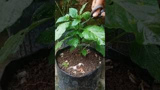 Fresh️ | Fresh pruning of chili leaves 
