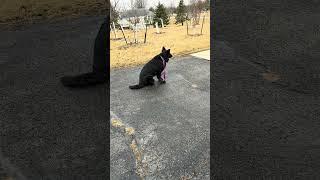 This German Shepherd Listens BETTER Than Most Kids!  #shorts #germanshepherd