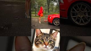 what do you like  #cat #memes #funny #trending