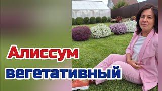 Алиссум вегетативный - зимний черенок