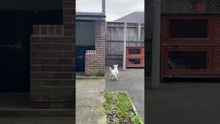 Jack Russell great jump