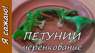 Выращивание ПЕТУНИИ. Часть 5. Черенкование. Я сажаю.