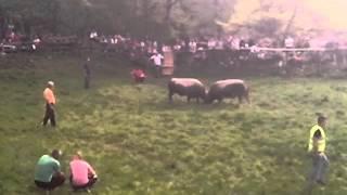 Zeco(Zaim Gadzun)-Zeco(Pero Stjepic)