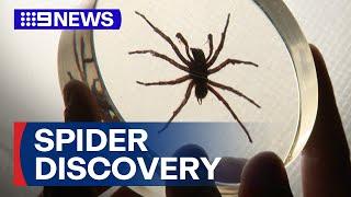 New species of funnel webs found near Sydney | 9 News Australia