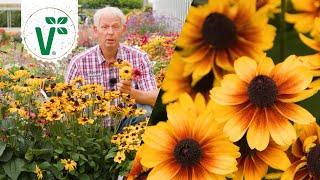 Winterharter Sonnenhut? - Volkers Gartenwissen