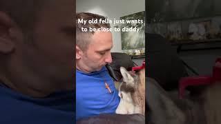 Kiss dog on head challenge #youtubeshorts #husky #dogshorts #kisschallenge #kiss #challenge #cute