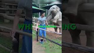 Baby Elephant REALLY wants attention ️