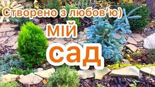 МІЙ САД.  Створено з любов’ю)  Огляд деяких рослин. 