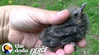 Baby Starling Chooses His Rescuer As His Dad | The Dodo Little But Fierce