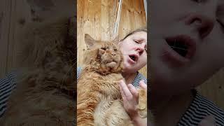 Мейн кун. Кот Джокер. Такого исполнения, вы нигде не слышали. О соле, о соле мио. Это Шедевр.