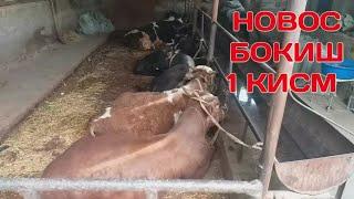 НОВВОС БОКИШ 1 КИСМ