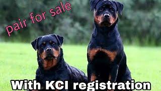 Show Quality Rottweiler pair for sale Adult male and female / Pet Zone /9021349290 only what'sapp