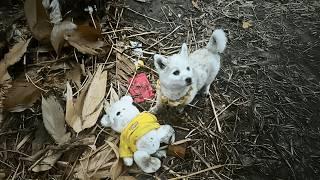 The rescued stray pup was reluctant to abandon his toy bear, lingering and asking to take him home.