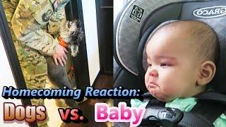 Homecoming Reaction: Dogs vs  Baby