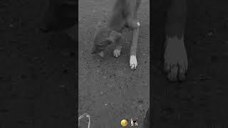 street dog #agn rider#automobile