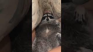 lazy raccoon  Funny raccoon videos Animal videos. Raccoon Lover ️