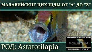 Astatotilapia (Астатотиляпия). Энциклопедия малавийских цихлид от "А" до "Z"