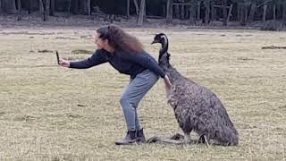 Emu Mating Season