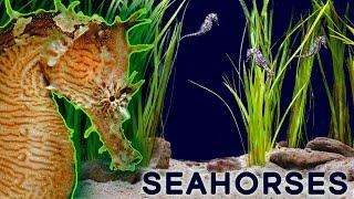 Why Seahorses Are So Weird