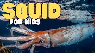 Squid for Kids | Learn all about these inky sea creatures