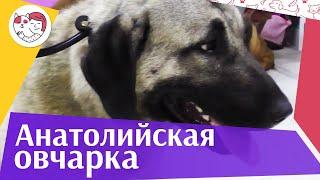 Анатолийская овчарка (Карабаш) на ilikepet. Особенности породы, уход