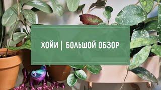 Все мои ХОЙИ. Большой ОБЗОР.