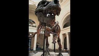 Berapakah KOMPENSASI yang diberikan pada PENEMU FOSSIL binatang purba? #fakta #fossil #sisiterang