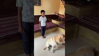 Max removed shambhu’s teeth  #labrador #dog #pets #shorts