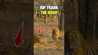Tiger Takes Down Boar in 4K