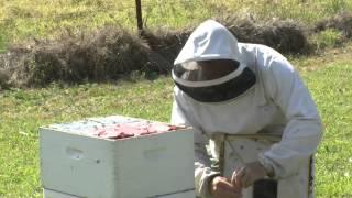 Nosema sampling