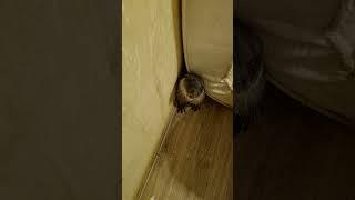 На вас наорали #wildliferehab  #animals  #otter