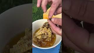 Простой способ подсадки матки плодной#bee#beekeeper #beekeeping #honey #пчёлы #пчеловодство