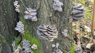 FUNGHI PLEUROTUS OSTREATUS-CURIOSITÀ, RACCOLTA E COTTURA!