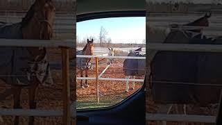 beautiful horses in AUSTRIA